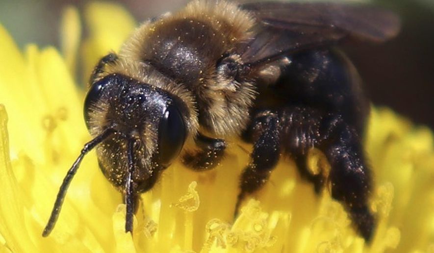 This 2018 photo provided by the University of New Hampshire shows a ground nesting bee pollinating a flower in New Hampshire. The species is one of 14 declining wild bee species identified in a study published in April 2019 by researchers at the university. The new study has found that more than a dozen wild bee species critical to pollinating fruits and vegetables across New England are on the decline. (University of New Hampshire/Molly Jacobson via AP)