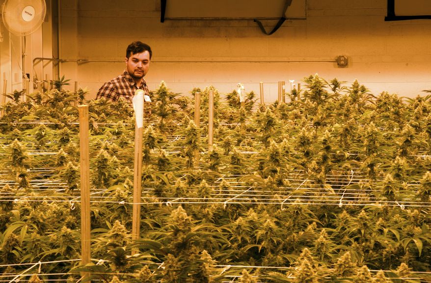 Oswaldo Barrientos walks among marijuana plants at the grow facility where he works near downtown Denver on Wednesday, April 3, 2019. He said U.S. immigration officials blocked his application for citizenship because he works in the marijuana industry. Barrientos was brought to the U.S. from El Salvador illegally as a child and started working in the industry in 2014. (AP Photo/Thomas Peipert) **FILE**