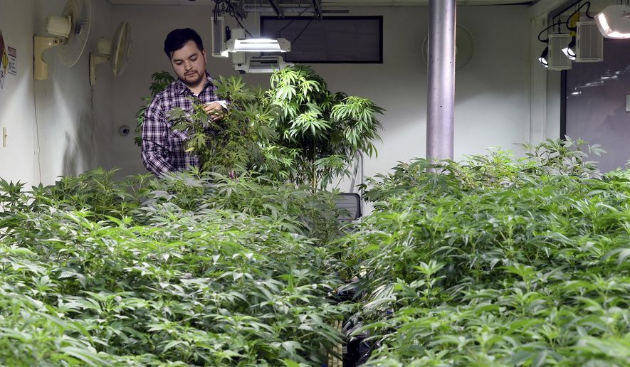FILE - In this April 3, 2019, file photo, Oswaldo Barrientos picks dead leaves from marijuana plants at the grow facility where he works near downtown Denver. Immigration authorities on Friday, April 19, 2019 said that anyone with any involvement with marijuana, regardless of whether it's legal in the state they live in, can be denied from citizenship because the drug is still outlawed by federal law. (AP Photo/Thomas Peipert, File)