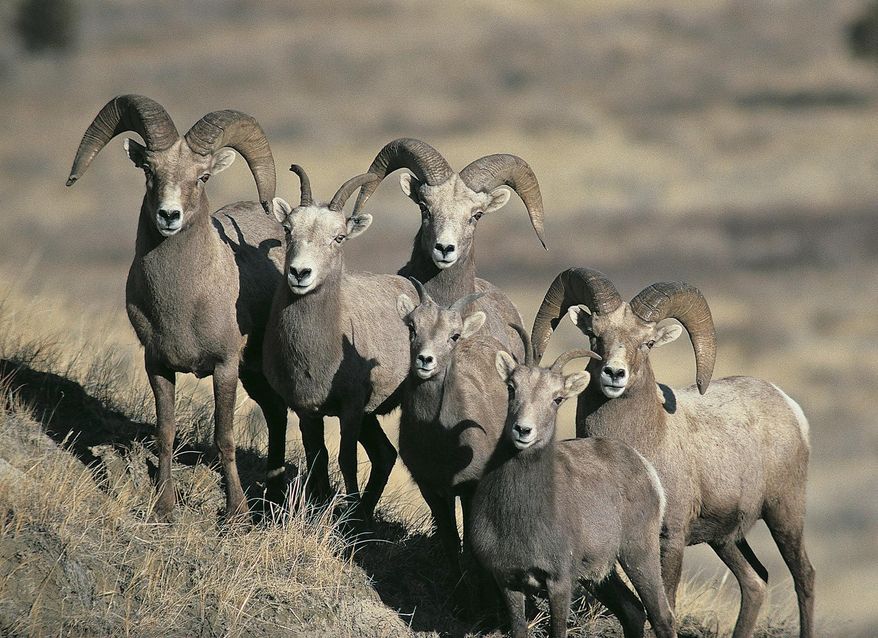FILE - This undated photo provided by the North Dakota Game and Fish Department shows a group of bighorn sheep in North Dakota. An outbreak of deadly bacterial pneumonia that has plagued western North Dakota's bighorn sheep population for years is showing signs of waning, though it might still be a few years before the herd is out of the woods. Game and Fish Department biologists counted 283 bighorns in a recent population survey, up 7 percent from the previous year. (Craig Bihrle/North Dakota Game and Fish Department via AP, File)