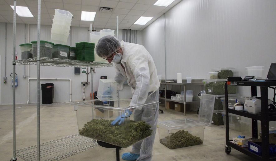 In this March 29, 2019, photo a worker sorts product at the Bedford Grow, a marijuana cultivation facility in Bedford Park in Bedford Park, Ill. (Zbigniew Bzdak/Chicago Tribune via AP)