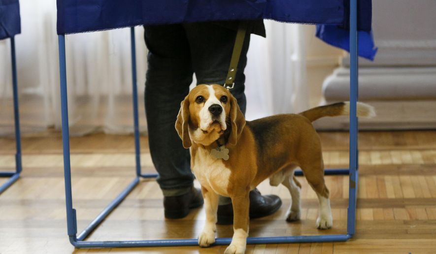 A man casts his ballot, as his pet waits for him at a polling station, during the second round of presidential elections in Kiev, Ukraine, Sunday, April 21, 2019. Top issues in the election have been corruption, the economy and how to end the conflict with Russia-backed rebels in eastern Ukraine. (AP Photo/Efrem Lukatsky)