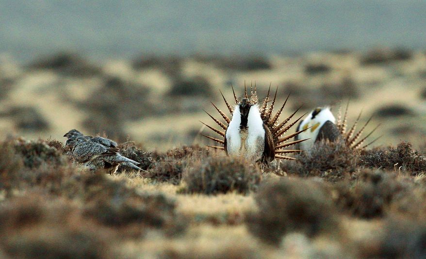 File - This April 10, 2014 file photo shows a male sage grouse trying to impress a group of hens, at left, near the base of the Rattlesnake Range in southwest Natrona County, Wyo. Four conservation groups have asked a judge to block a Trump administration plan allowing drilling, mining and other activities in seven western states they say will harm sage grouse. Western Watersheds Project and other groups asked for the injunction in U.S. District Court in Idaho late last week for Idaho, Wyoming, Utah, Colorado, Nevada, California and Oregon. (Alan Rogers/The Casper Star-Tribune via AP, File)