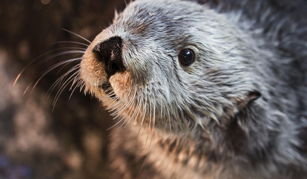 NextImg:Otter attack injures three women on Montana river, incident called unusual for the critters