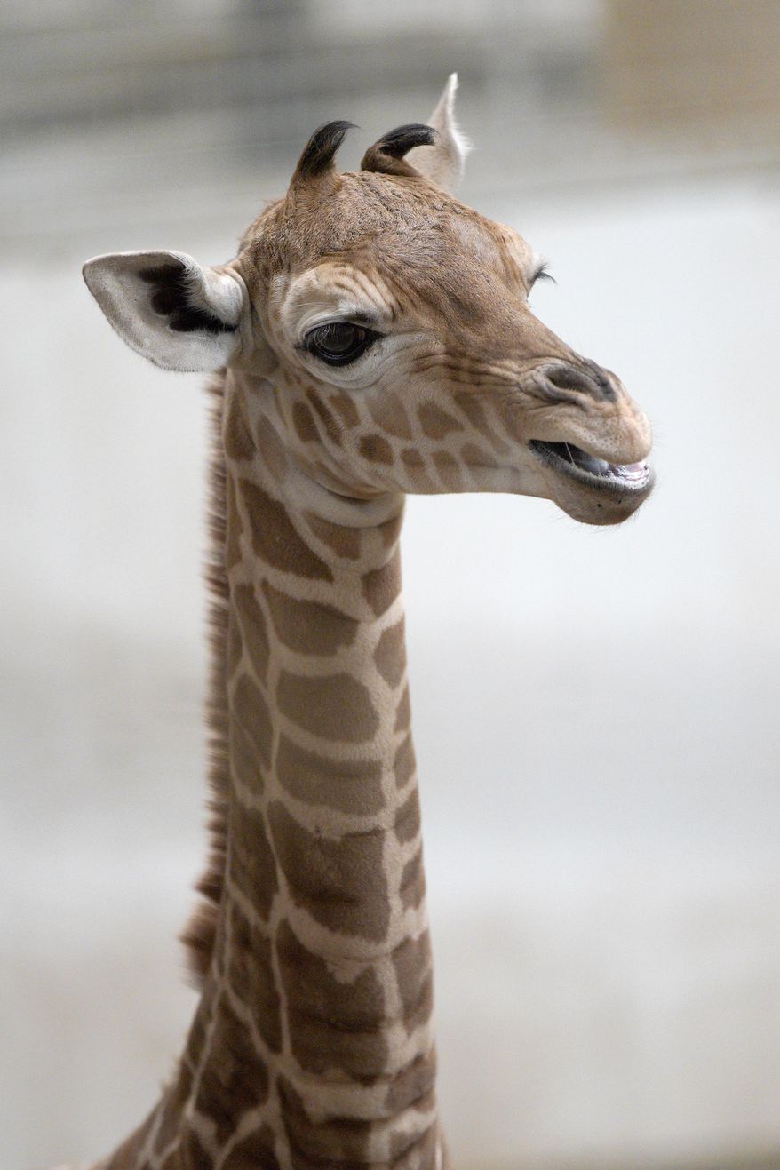 A reticulated giraffe calf, born on April 16, 2019, is on display at the Henry Doorly Zoo in Omaha, Neb., Tuesday, April 23, 2019. The public is invited to help name the calf by submitting name suggestions through a Facebook contest that will begin on April 26. (AP Photo/Nati Harnik)