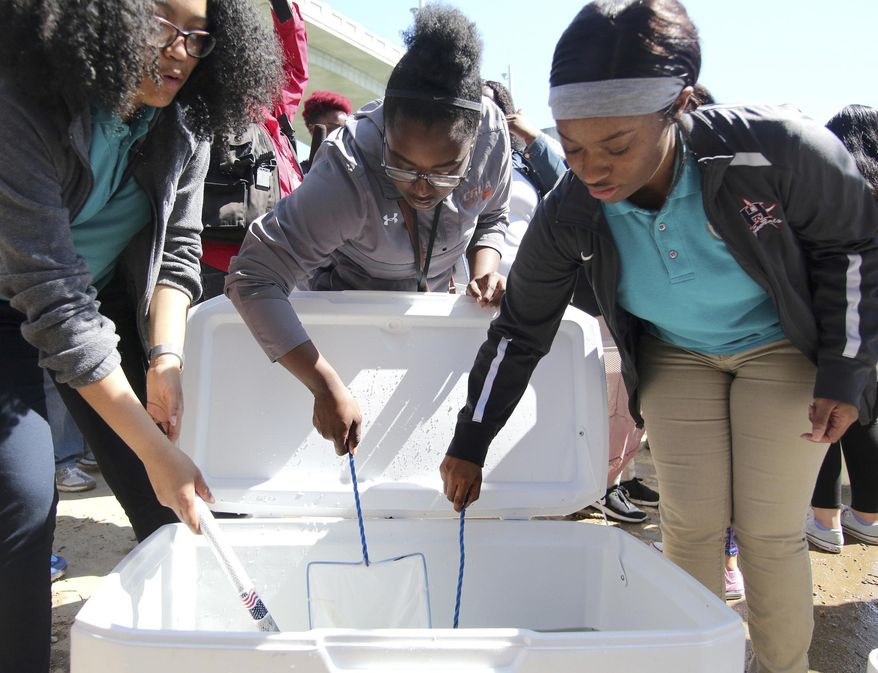 In this April 10, 2019, photo Avery Love, a freshman at CGLA, Mecca Sales, a freshman at CGLA, and America Jackson, a junior at CGLA, net sturgeon to release into the Tennessee River from Coolidge Park in Chattanooga, Tenn. (Erin O. Smith/Chattanooga Times Free Press via AP)