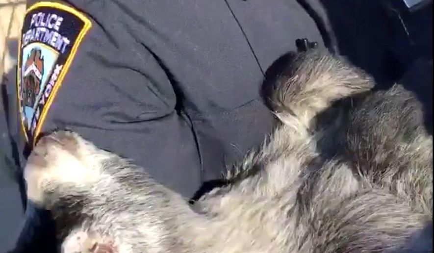 In this April 24, 2019 image made from video provided by the NYPD, a New York City police officer holds a pygmy goat after it was found wandering around a backyard in the Queens borough of New York. Police brought the goat to a city animal shelter and it will be brought to the Skylands Sanctuary and Rescue in Wantage, N.J. (New York City Police Department via AP)