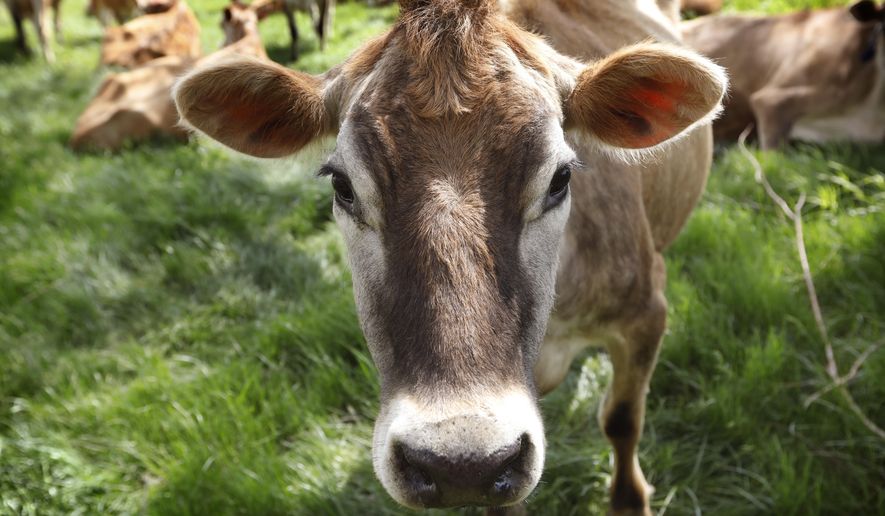 FILE - In this May 8, 2018, filephoto, a Jersey cow feeds in a field on the Francis Thicke organic dairy farm in Fairfield, Iowa. Let’s clear the air about cow farts. In the climate-change debate, some policy makers seem to be bovine flatulence deniers. This became apparent in the fuss over the Green New Deal put forward by some liberal Democrats. More precisely, the fuss over an information sheet issued by the plan’s advocates. (AP Photo/Charlie Neibergall, File)