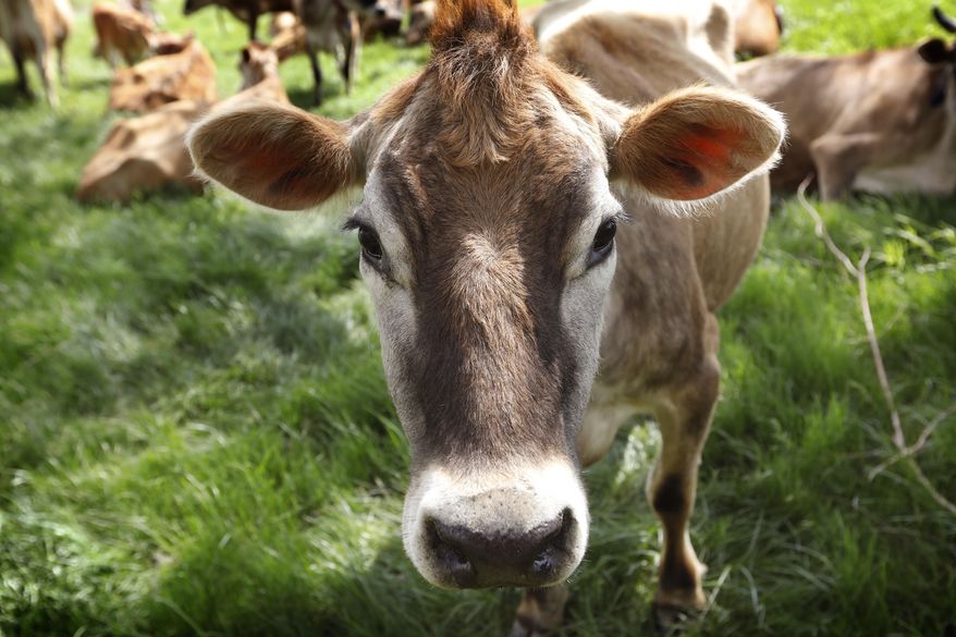 FILE - In this May 8, 2018, filephoto, a Jersey cow feeds in a field on the Francis Thicke organic dairy farm in Fairfield, Iowa. Let’s clear the air about cow farts. In the climate-change debate, some policy makers seem to be bovine flatulence deniers. This became apparent in the fuss over the Green New Deal put forward by some liberal Democrats. More precisely, the fuss over an information sheet issued by the plan’s advocates. (AP Photo/Charlie Neibergall, File)