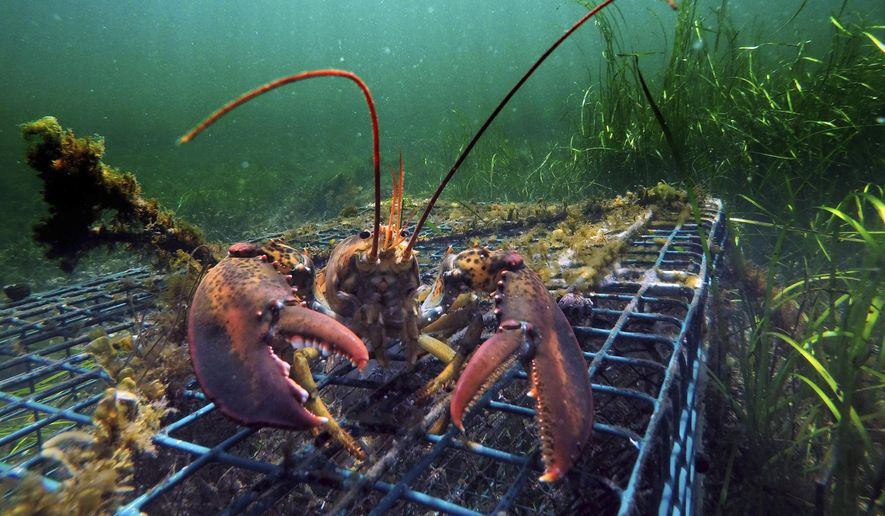 FILE - In this Sept. 5, 2018 file photo, a lobster walks over the top of a lobster trap off the coast of Biddeford, Maine. Interstate fishing regulators are grappling in April 2019 with new restrictions on lobster fishing, which faces new limitations designed to protect whales. (AP Photo/Robert F. Bukaty, File)