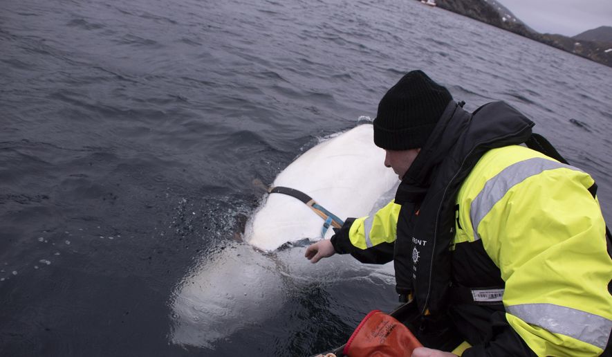 Joergen Ree Wiig tries to reach the harness attached to a beluga whale before the Norwegian fishermen were able to removed the tight harness, off the northern Norwegian coast Friday, April 26, 2019. The harness strap which features a mount for an action camera, says "Equipment St. Petersburg" which has prompted speculation that the animal may have escaped from a Russian military facility. (Joergen Ree Wiig/Norwegian Direcorate of Fisheries Sea Surveillance Unit via AP)