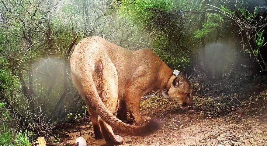 This Feb. 15, 2019, photo from video provided by the National Park Service shows a mountain lion known as P-47 in the Santa Monica Mountains National Recreation Area west of Los Angeles. P-47 had no visible wounds when it was found dead March 21, 2019, but authorities say he had rat poison in his system. It's unclear if that caused the death. Researchers say P-47 may have eaten a squirrel or other animal that ingested the poison, or snacked on a coyote or other predator that ate tainted prey. (National Park Service via AP)