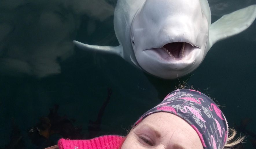 In this photo taken on Monday, April 29, 2019, Linn Saether poses with a beluga whale, days after a fisherman removed a harness with a mount for camera from the mammal, in Tufjord, Norway. A beluga whale found in Arctic Norway with a tight harness that is believed to have links to a military facility in Russia is so tame that it allows locals to pet the mammal on its nose, resident Linn Saether said Tuesday. The white whale has been frolicking in the frigid harbor of Tufjord, a hamlet near Norway's northernmost point, and has become a local attraction. (Linn Saether via AP)
