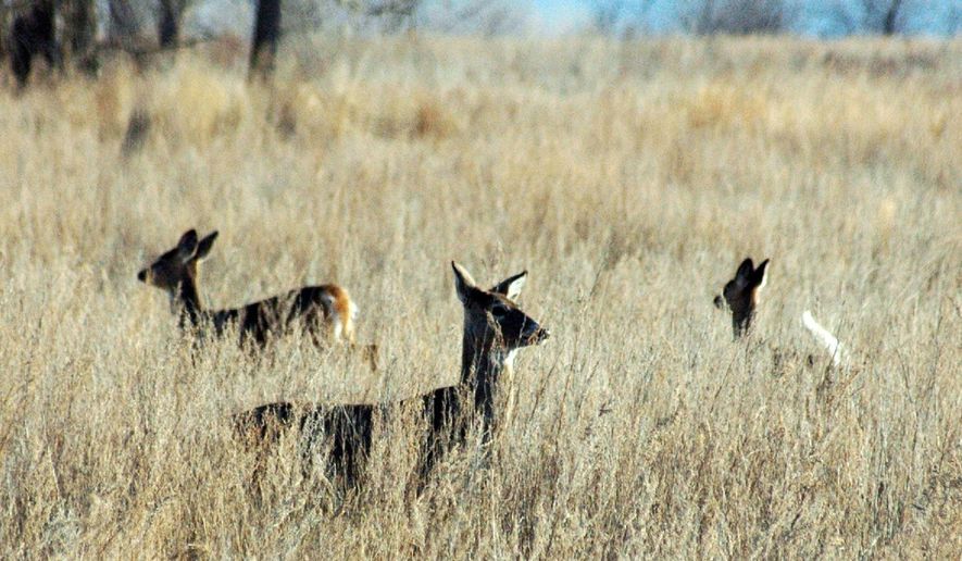 FILE - In this April 19, 2012, file photo, deer walk in a field near Bismarck, N.D. Deer hunting licenses in North Dakota are taking a big jump this year. The Game and Fish Department is issuing 65,500 licenses for white-tailed deer and mule deer, up 19 percent from 2018. and the fourth consecutive year of an increase. Game and Fish this year also is fully lifting restrictions on mule deer doe hunting in the west that were implemented eight years ago following a string of harsh winters. (Brian Gehring/The Bismarck Tribune via AP, File)