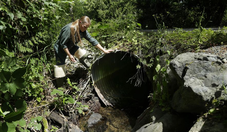FILE - In this June 22, 2015 file photo, Melissa Erkel, a fish passage biologist with the Washington Department of Fish and Wildlife, looks at a culvert along the north fork of Newaukum Creek near Enumclaw, Wash. Washington is under a federal court order to fix under-roadway pipes that block migrating fish by 2030, but a budget passed by lawmakers badly shortchanges the work. That puts the state at risk of failing to meet the deadline and jeopardizes salmon recovery even as the Pacific Northwest's endangered orcas are starving for want of them. (AP Photo/Ted S. Warren, File)