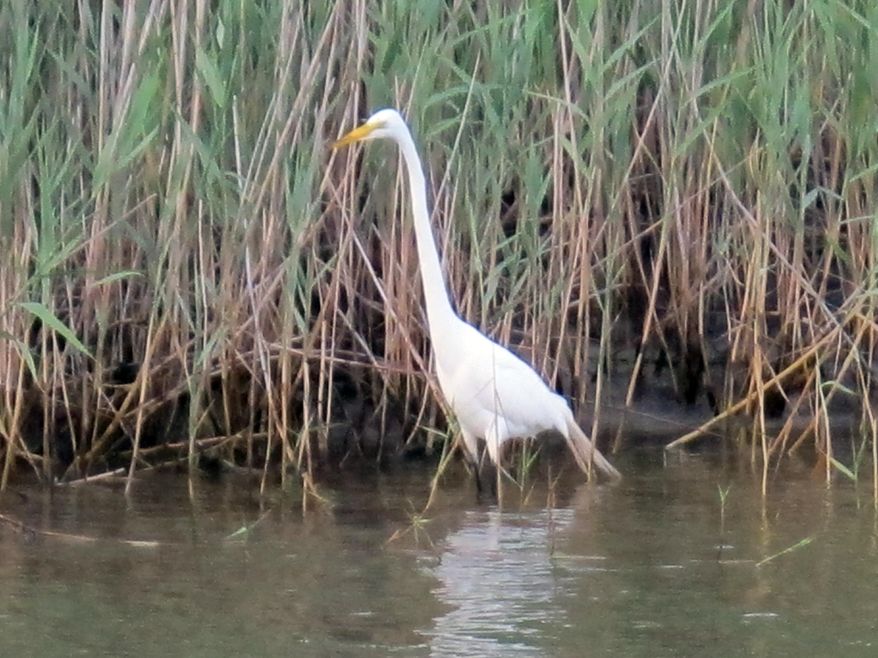 This June 25, 2011 photo shows a shore bird foraging for food along the shoreline of Barnegat Bay in Barnegat Light, N.J. On May 3, 2019, New Jersey announced it is giving $10 million to groups to carry out projects to prevent stormwater runoff pollution into Barnegat Bay, one of the most ecologically challenged bays in the U.S. (AP Photo/Wayne Parry)