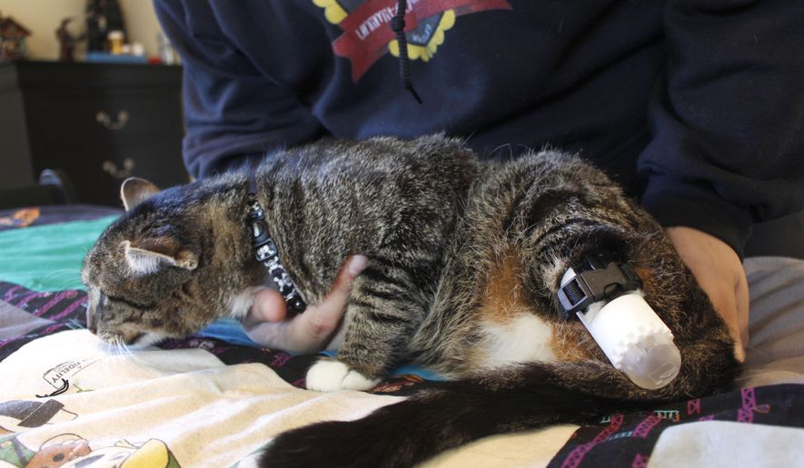 Adam Schofield handles his tabby cat named Sgt. Stubbs in his Oak Creek, Wis. apartment Friday, May 3, 2019. Sgt. Stubbs, is wearing a new prosthetic back leg created by a University of Wisconsin-Madison engineering class. A vet had to amputate parts of his back legs last year after he was found as a stray with infected back legs. The students used a 3D printer and extra straps so the cat couldn't remove it easily. (AP Photo/Carrie Antlfinger)
