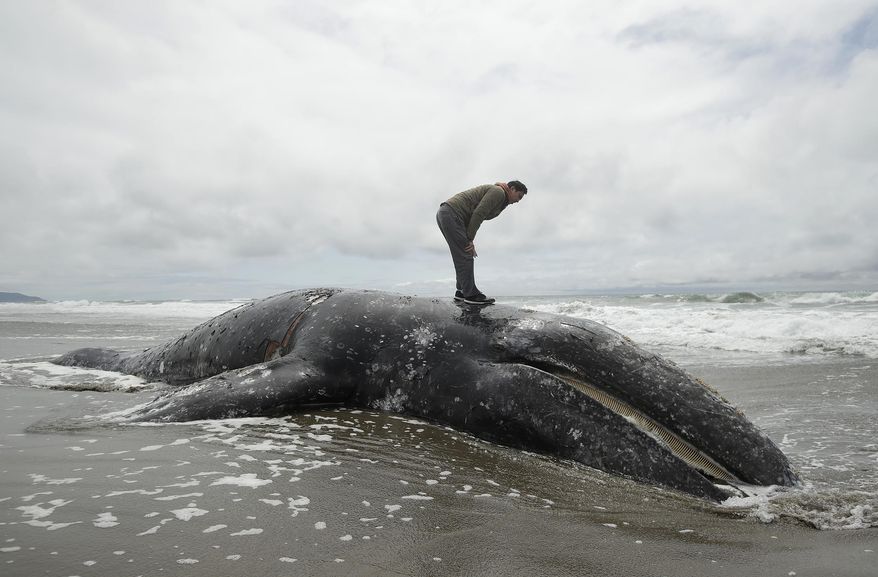 Duat Mai stands atop a dead whale at Ocean Beach in San Francisco, Monday, May 6, 2019. The Marine Mammal Center plans a necropsy to determine what killed the animal. (AP Photo/Jeff Chiu)