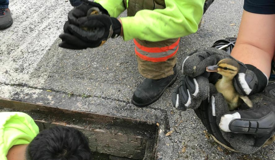 Ducklings are nestled in the hands of Catasauqua firefighters after being pulled from a storm drain along Edward Lane, Tuesday, May 7, 2019, in Catasauqua, Pa. Nearly a dozen lucky ducks were rescued after they fell through a sewer grate and out of sight of their distressed mother. (Kayla Dwyer/The Morning Call via AP)