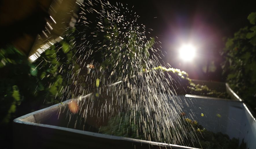FILE - In this Aug. 28, 2013, file photo, a load of Sauvignon Blanc grapes are dropped into a bin during harvest in St. Helena, Calif. California regulators are recommending new restrictions on a widely used pesticide blamed for harming babies' brains. The Department of Pesticide Regulation is issuing temporary guidelines Thursday, May 9, 2019, for chlorpyrifos while it considers long-term regulations. The department calls for banning its use in crop dusting, discontinuing it application on most crops and increasing buffer zones where it's sprayed. The pesticide is used on grapes, almonds and oranges and other crops. (AP Photo/Eric Risberg, File)