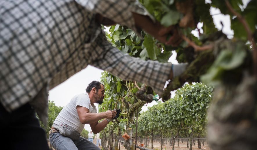 In this Aug. 23, 2017, courtesy of Quiet Pictures, Rene Reyes Ornelas, a 41 year-old Mexican farmworker, works picking grapes during his second harvest in Sonoma, Calif. "Harvest Season," a new PBS documentary scheduled to begin airing Monday, May 13, 2019, examines the contributions of Mexican Americans in the wine industry of California's Napa Valley. (Roberto "Bear" Guerra/Quiet Pictures via AP)