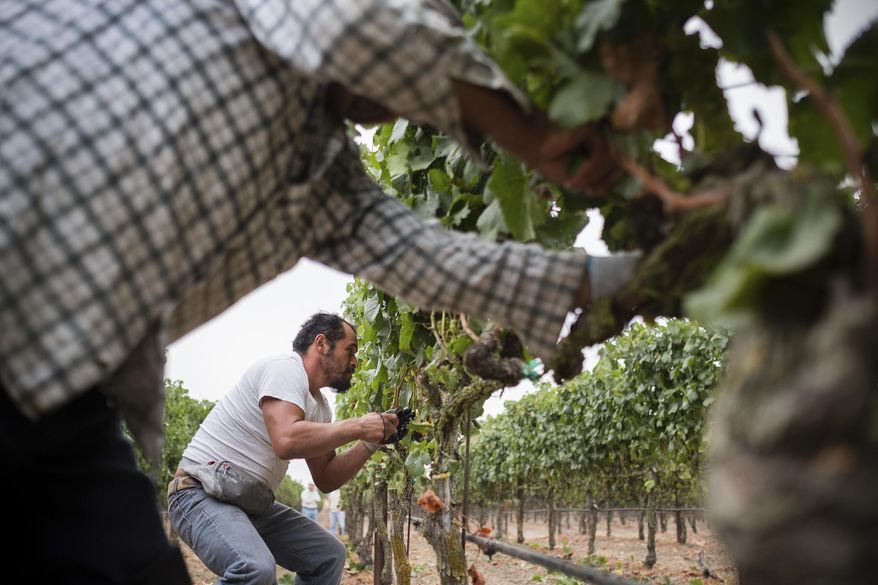 In this Aug. 23, 2017, courtesy of Quiet Pictures, Rene Reyes Ornelas, a 41 year-old Mexican farmworker, works picking grapes during his second harvest in Sonoma, Calif. "Harvest Season," a new PBS documentary scheduled to begin airing Monday, May 13, 2019, examines the contributions of Mexican Americans in the wine industry of California's Napa Valley. (Roberto "Bear" Guerra/Quiet Pictures via AP)