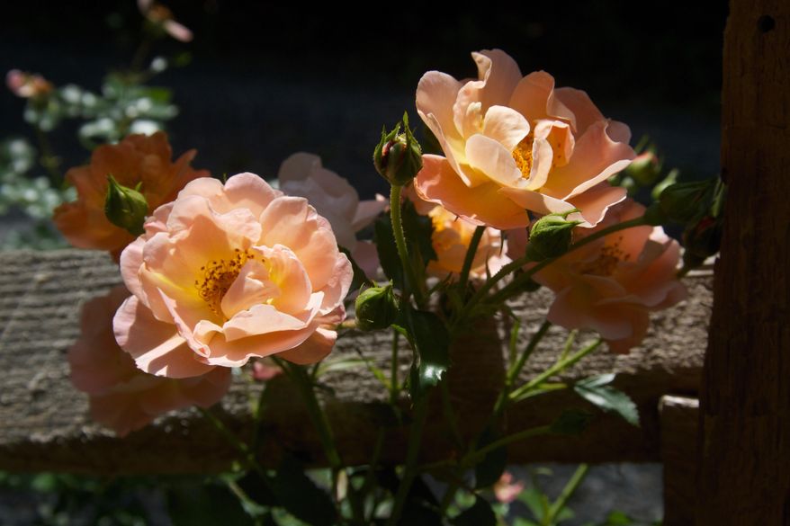 This June 3, 2011 photo shows shrub roses growing alongside a split rail fence near New Market, Va. These relatively new rose hybrids are generally healthier, more free flowering, easier to prune and more drought and winter hardy than their old-rose predecessors. (Dean Fosdick via AP)