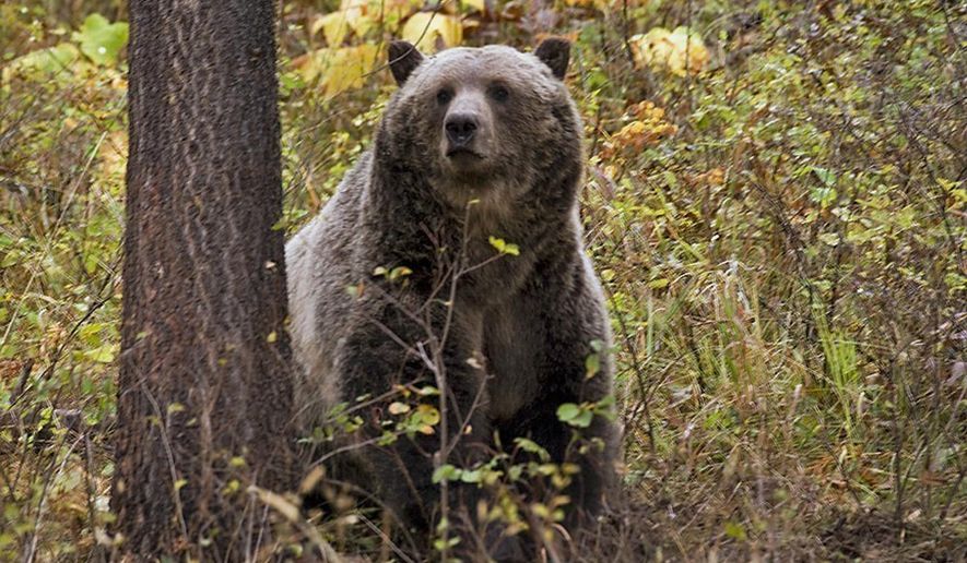 FILE - This undated file photo provided by the Montana Fish, Wildlife and Parks shows a sow grizzly bear spotted near Camas in northwestern Montana. Native American tribes are seeking permanent protections for the bruins, which would outlaw hunting regardless of the species' population size. (Montana Fish, Wildlife and Parks via AP, File)