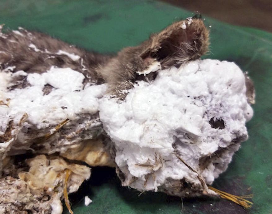This photo provided by the Washington County Animal Services shows a kitten at the Bonnie Hays Animal Shelter in Hillsboro, Ore., Thursday, May 16, 2019, that was found encased in hardened spray foam after being rescued from a garbage can by an Oregon sanitation worker near Hillsboro, Ore. The kitten is now clean and fully recovered. He will be returned to his owners, who are not suspects. (Washington County Animal Services via AP)