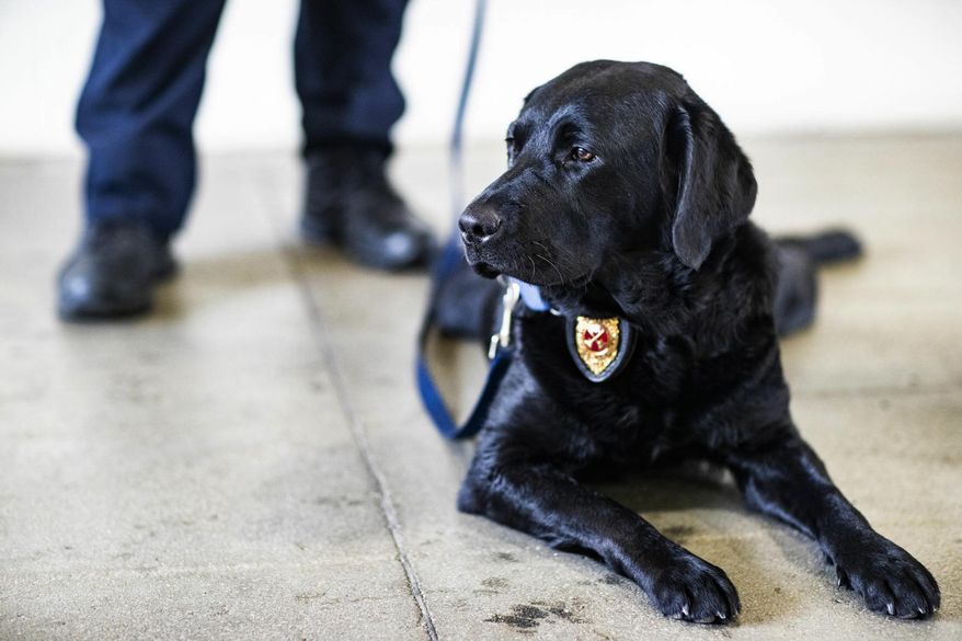 In a Thursday, Dec. 13, 2018 photo, Millie, an accelerant detection canine, lays on the ground while her handler, Michael Cornwell, is interviewed at Bowling Green Fire Department Station 5 in Bowling Green, Ky. Millie and BGFD Capt. Michael Cornwell, traveled to Boston this month to be recertified by the U.S. Bureau of Alcohol, Tobacco, Firearms and Explosives, a process each ATF-certified accelerant detection canine team must go through each year. Millie won the Top Dog competition at the ATF recertification. (Austin Anthony/Daily News via AP)
