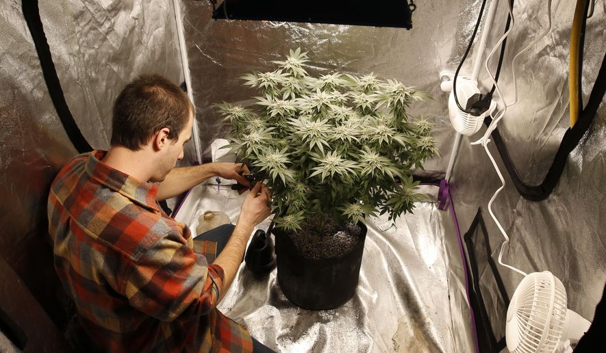 FILE - In this Dec. 13, 2019 photo a marijuana plant is pruned in Portland, Maine. The state&#x27;s voters chose to legalize adult use marijuana in 2016, but the legal sales haven&#x27;t started because of trouble implementing laws. (AP Photo/Robert F. Bukaty)