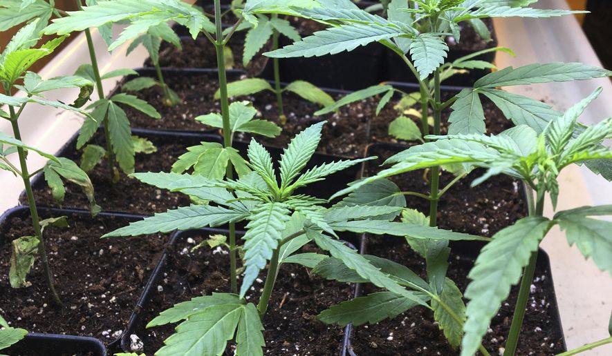 FILE- In this Feb. 14, 2019 file photo, cannabis seedlings grow under lights as part of a research project by students in the new cannabis minor program at the State University of New York at Morrisville, N.Y. Advocates for legalizing marijuana have long argued it would strike a blow for social justice after a decades-long drug war that disproportionately targeted minority and poor communities. (AP Photo/Mary Esch, File)