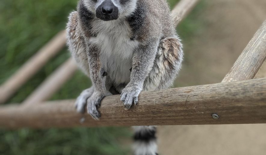 This undated photo provided by the Santa Ana Zoo shows a ring-tailed lemur at the Santa Ana Zoo in Santa Ana, Calif. Federal prosecutors say a man has agreed to plead guilty in the theft of the ring-tailed lemur from the Southern California zoo. The U.S. Attorney's Office says 19-year-old Aquinas Kasbar of Newport Beach agreed to plead guilty to one misdemeanor count of unlawfully taking an endangered species. (Santa Ana Zoo via AP)