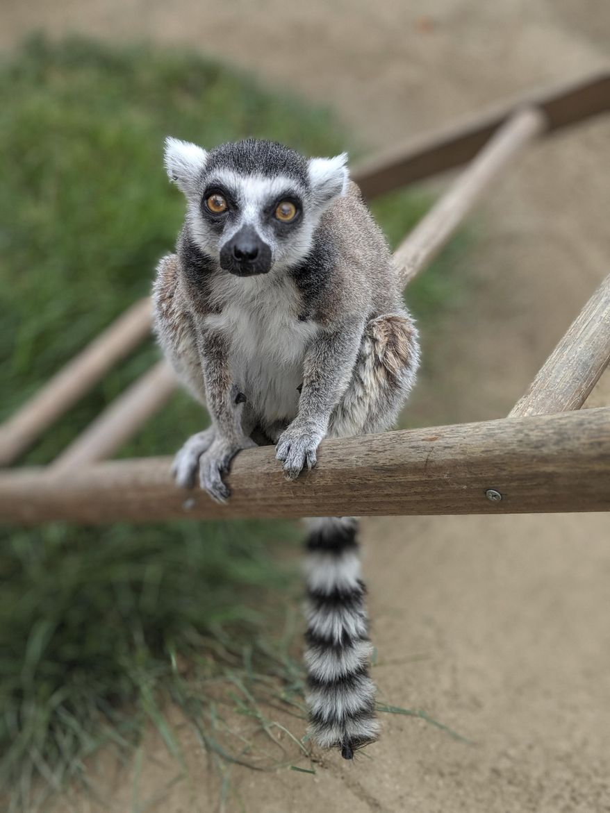 This undated photo provided by the Santa Ana Zoo shows a ring-tailed lemur at the Santa Ana Zoo in Santa Ana, Calif. Federal prosecutors say a man has agreed to plead guilty in the theft of the ring-tailed lemur from the Southern California zoo. The U.S. Attorney's Office says 19-year-old Aquinas Kasbar of Newport Beach agreed to plead guilty to one misdemeanor count of unlawfully taking an endangered species. (Santa Ana Zoo via AP)