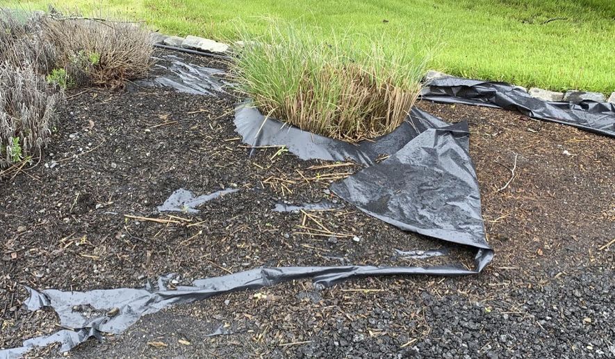This undated photo shows a mulched planting bed in New Paltz, N.Y. Even if black plastic were as effective, long-term, at controlling weeds as hoped, it often falls short in its appearance in the landscape as shown here. (Lee Reich via AP)