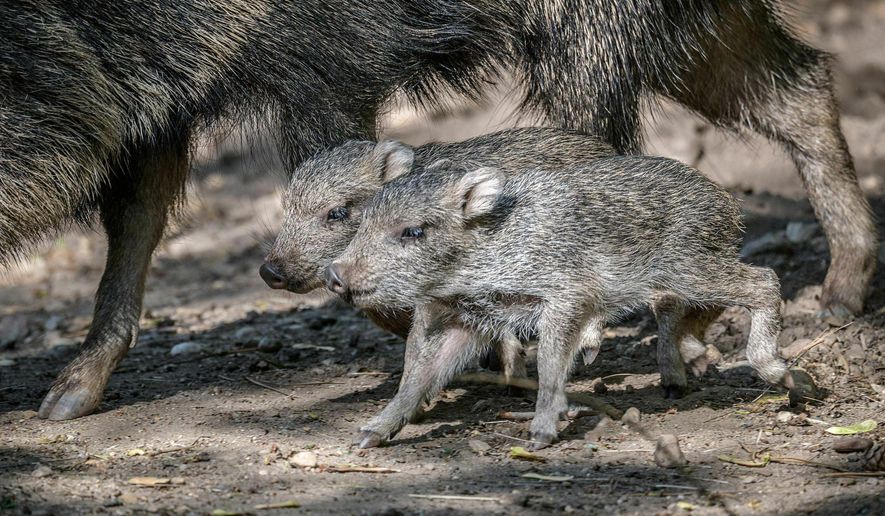 This picture taken on May 8, 2019, shows two newly born Chacoan peccaries in their enclosure at the Prague zoo, Czech Republic. Prague's zoo says two Chacoan peccaries have been born in the park in May for the first time, a welcome step in efforts to save a species that was once considered long extinct. (Petr Hamernik/Zoo Praha via AP)