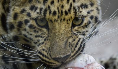 A report came out on Monday, May 6, 2019, that says one million different species are in imminent danger of extinction several of which are represented at Hogle Zoo like Jilin the Amur Leopard seen chewing on a bone recently.Francisco Kjolseth/The Salt Lake Tribune via AP)