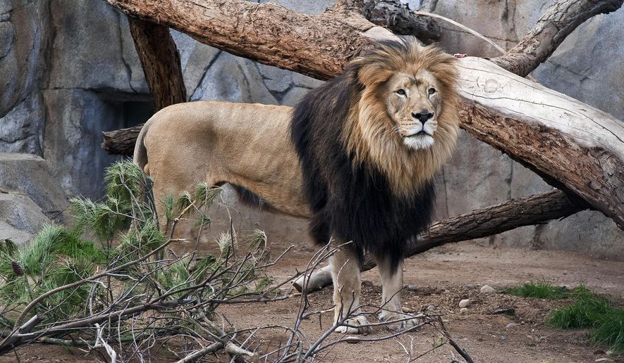 This undated photo provided by the San Diego Zoo shows M'bari, an African male lion, who came to the zoo with his mate in 2009. The zoo announced that M'bari was euthanized Wednesday, May 22, 2019, at age 15, after being in declining health from age-related problems. M'bair is one of two beloved, elderly lions that have died at zoos in California. (IKen Bohn/San Diego Zoo via AP)