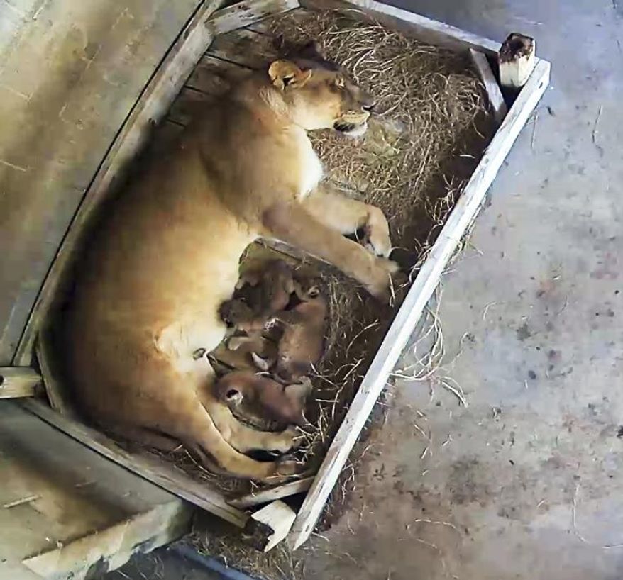 This May 2019 image from video shows 13-year-old Shani with her three newborn African lion cubs who were born May 14 at the Naples Zoo in Naples, Fla. The zoo will host a contest to name the cubs. (Naples Zoo via AP)