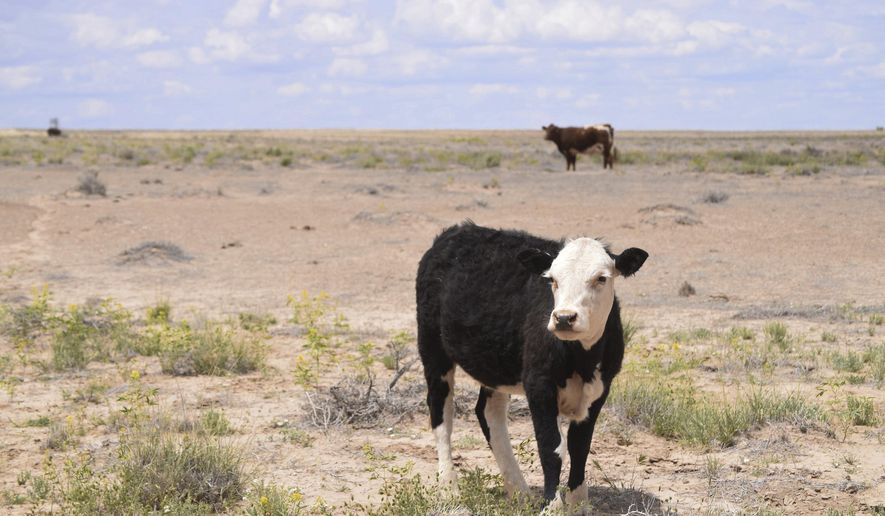 Cattle graze in the Shiprock, N.M., desert in this photo taken May 15, 2019. At least 17 cows have died this month, presumably from eating toxic plants on the range. (Vida Volkert/Gallup Independent via AP)