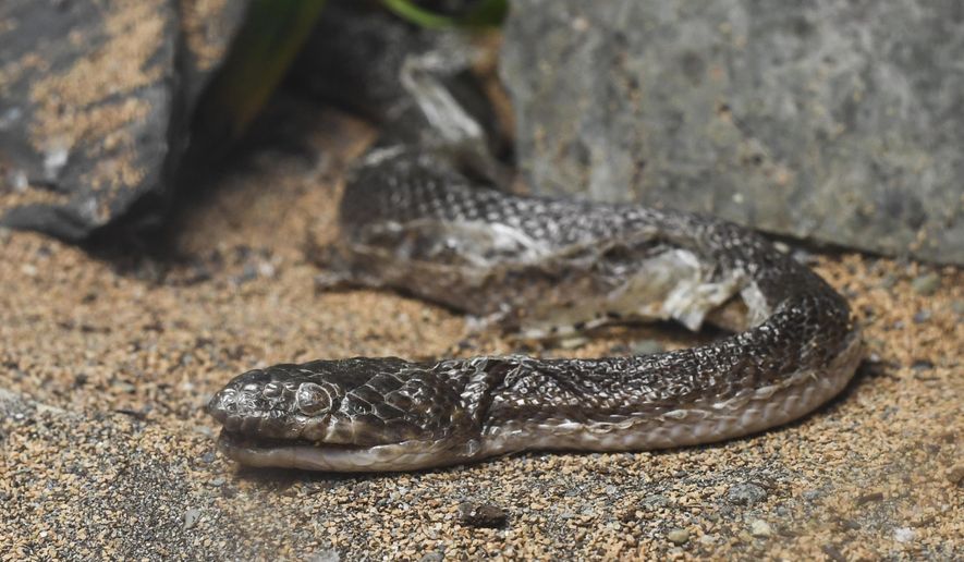 In this photo taken Friday, May 17, 2019, a caged snake at the Squirez Bar comes out of hiding in Juneau, Alaska. The beloved African house snake has lived at Squirez Bar for about 18 years, but is likely in his final weeks, Squirez owner Shayla Weeks Kaiser said. He's lived a full life, one of skulls, pull tabs and occasional escapes. (Michael Penn/Juneau Empire via AP)