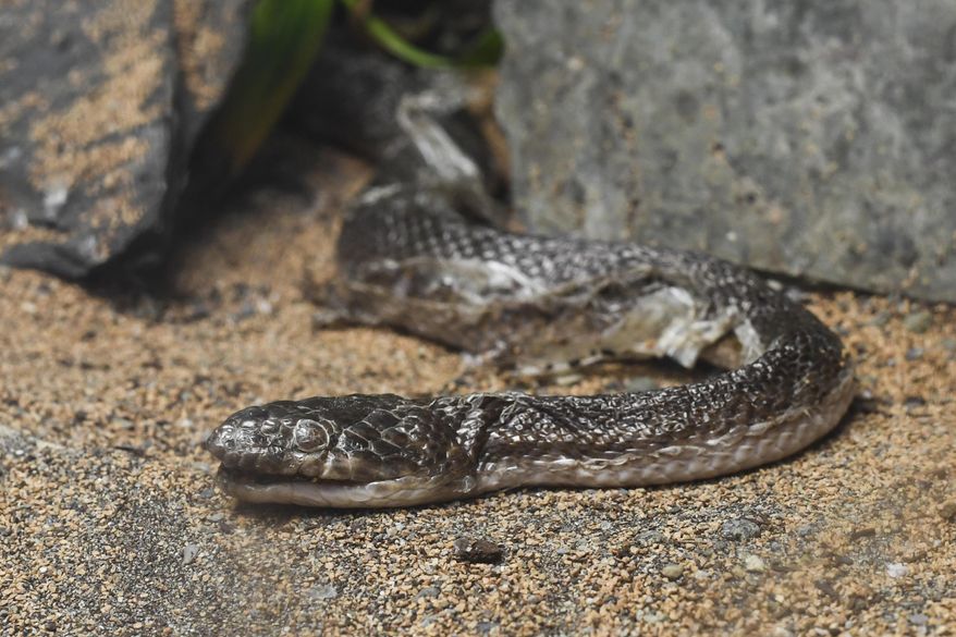 In this photo taken Friday, May 17, 2019, a caged snake at the Squirez Bar comes out of hiding in Juneau, Alaska. The beloved African house snake has lived at Squirez Bar for about 18 years, but is likely in his final weeks, Squirez owner Shayla Weeks Kaiser said. He's lived a full life, one of skulls, pull tabs and occasional escapes. (Michael Penn/Juneau Empire via AP)