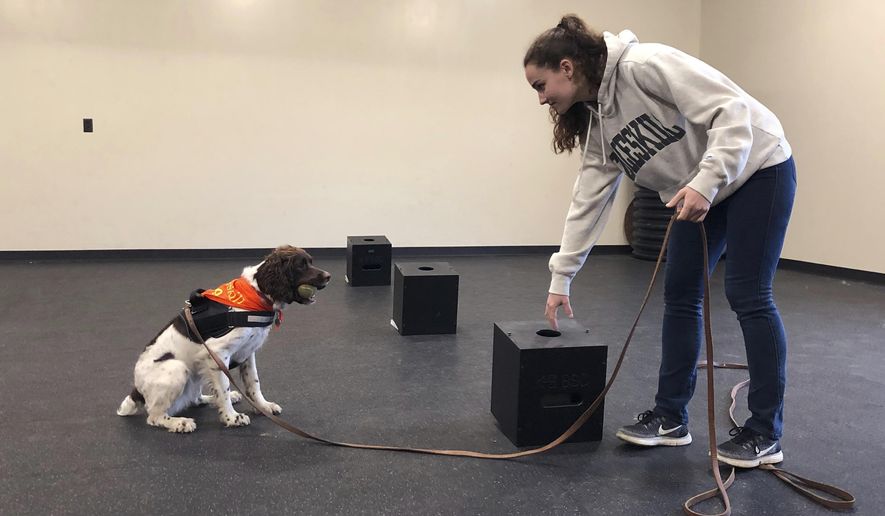 In this May 7, 2019 photo, student Jessie Show works with Luna, a springer spaniel whom she has trained to sniff out a fungus sample placed in a scent box at the State University of New York, Cobleskill, in Cobleskill, N.Y. Cobleskill's canine program was a major deciding factor in choosing a college, said Show, who grew up near Scranton, Pennsylvania. She said she plans to train service dogs for people with physical handicaps. (AP Photo/Mary Esch)
