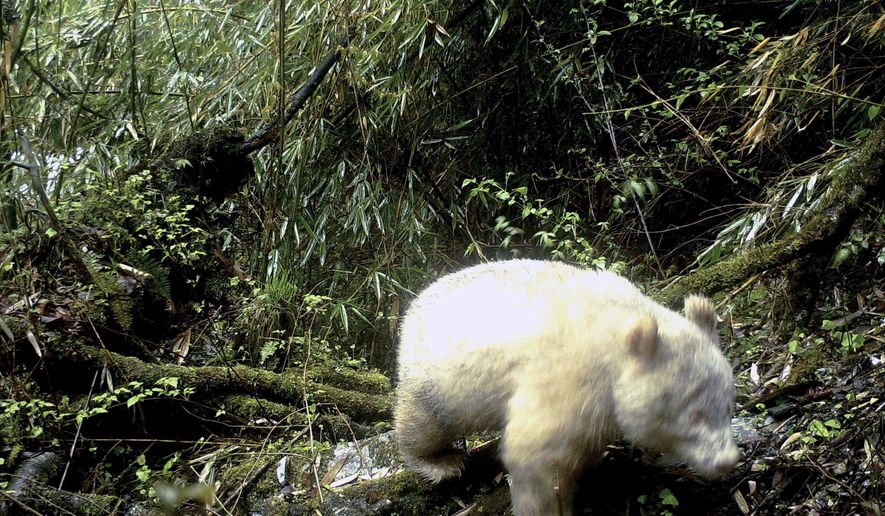 In this April 20, 2019, photo released by Wolong National Nature Reserve, an all white giant panda is captured by an infra-red triggered remote camera at the Wolong Nature Reserve in southwest China's Sichuan province. A rare all-white giant panda has been photographed for the first time in southwestern China, according to a statement by local authorities. Wolong National Nature Reserve released a photo on Saturday, May 25, 2019 clearly showing the panda, with full white fur and claws and red eyes, is crossing through the verdant forest. (Wolong National Nature Reserve via AP)