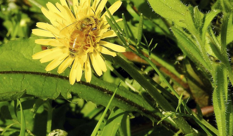 This May 2, 2019 photo shows a pollen-laden Italian honeybee in a bee lawn near Langley, Wash. Bee lawns are turf grasses blended with low-growing perennials that bloom again after mowing. This is a spontaneous ground cover that is a great pollen source for beneficial insects. Dandelions may be considered weeds by fastidious lawn managers but they bloom early in spring when little else is flowering and are favored by foraging pollinators. (Dean Fosdick via AP)