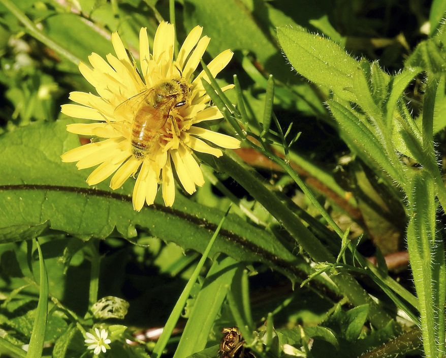 This May 2, 2019 photo shows a pollen-laden Italian honeybee in a bee lawn near Langley, Wash. Bee lawns are turf grasses blended with low-growing perennials that bloom again after mowing. This is a spontaneous ground cover that is a great pollen source for beneficial insects. Dandelions may be considered weeds by fastidious lawn managers but they bloom early in spring when little else is flowering and are favored by foraging pollinators. (Dean Fosdick via AP)