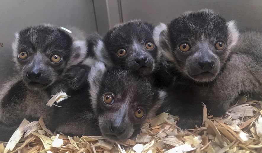 In this Monday, May 27, 2019 photo made available by the Jacksonville Zoo and Gardens, Fla., four black and white baby ruffed lemurs peek out of their next box. Lemurs are a critically endangered species from Madagascar. (Lynde Nunn/Jacksonville Zoo and Gardens via AP)