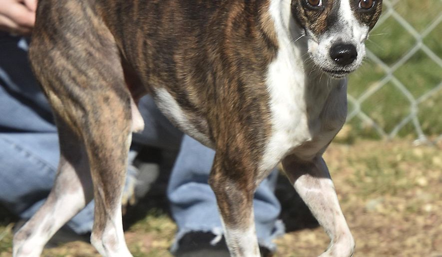 This undated photo shows Jasper, a four-year-old whippet mix. Jasper, the dog whose case inspired an outpouring of support from politicians in West Virginia amid a long legal battle, has been euthanized for biting two children multiple times. House of Delegates Speaker Roger Hanshaw says Jasper the dog was put to death Wednesday, May 29, 2019. (Brad Davis/The Register-Herald via AP)