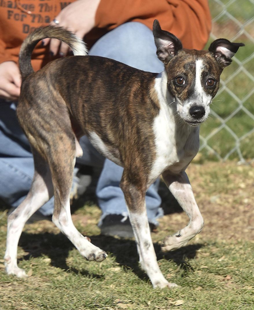 This undated photo shows Jasper, a four-year-old whippet mix. Jasper, the dog whose case inspired an outpouring of support from politicians in West Virginia amid a long legal battle, has been euthanized for biting two children multiple times. House of Delegates Speaker Roger Hanshaw says Jasper the dog was put to death Wednesday, May 29, 2019. (Brad Davis/The Register-Herald via AP)