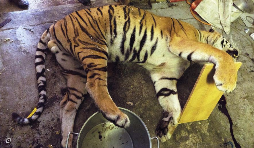In this Monday July 16, 2018 photo provided by Czech Republic's Customs Office, a dead tiger lies on the ground near Prague, Czech Republic. On Tuesday June 4, 2019, a Czech court has convicted three men of killing critically endangered tigers and illegally trading in tiger products. They were arrested last year after police discovered the body of a recently killed tiger, a large number of skins of big cats and the bodies of 20 other protected animals during raids conducted in Prague and elsewhere in the country. (Czech Republic's Customs Office via AP)